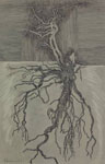 ROOTS. Paper, ink, pastel. Jerusalem