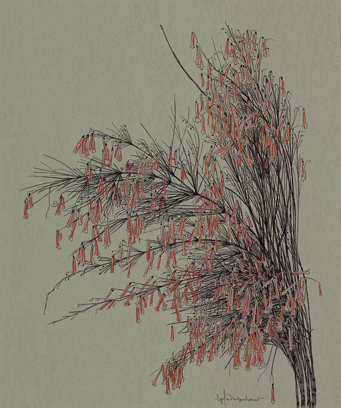 Plants